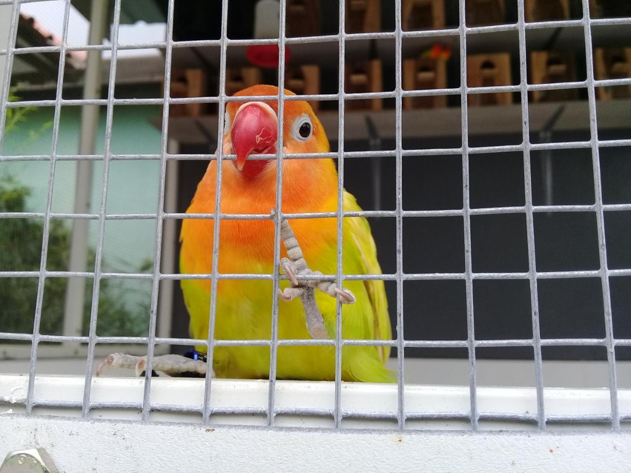 Wisma Lovebird Kalianget Exterior foto